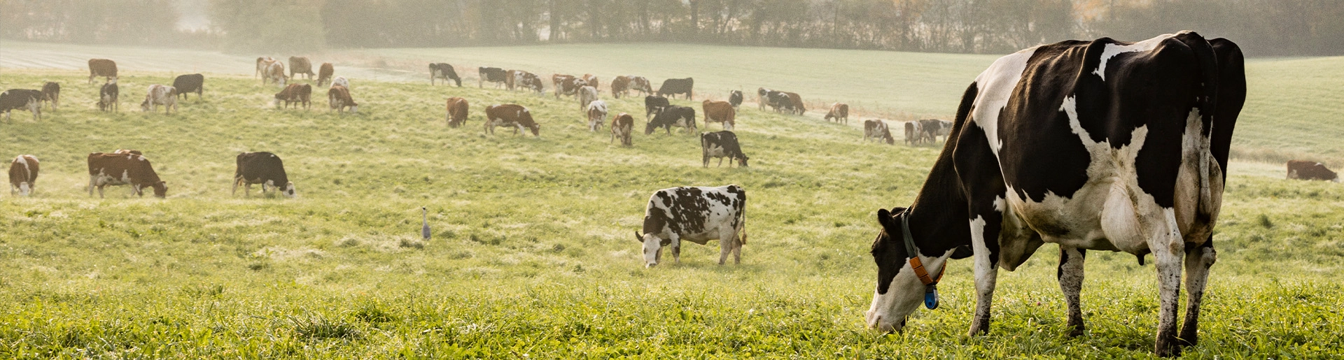 article-header_dairy-herd-butter_1920x515
