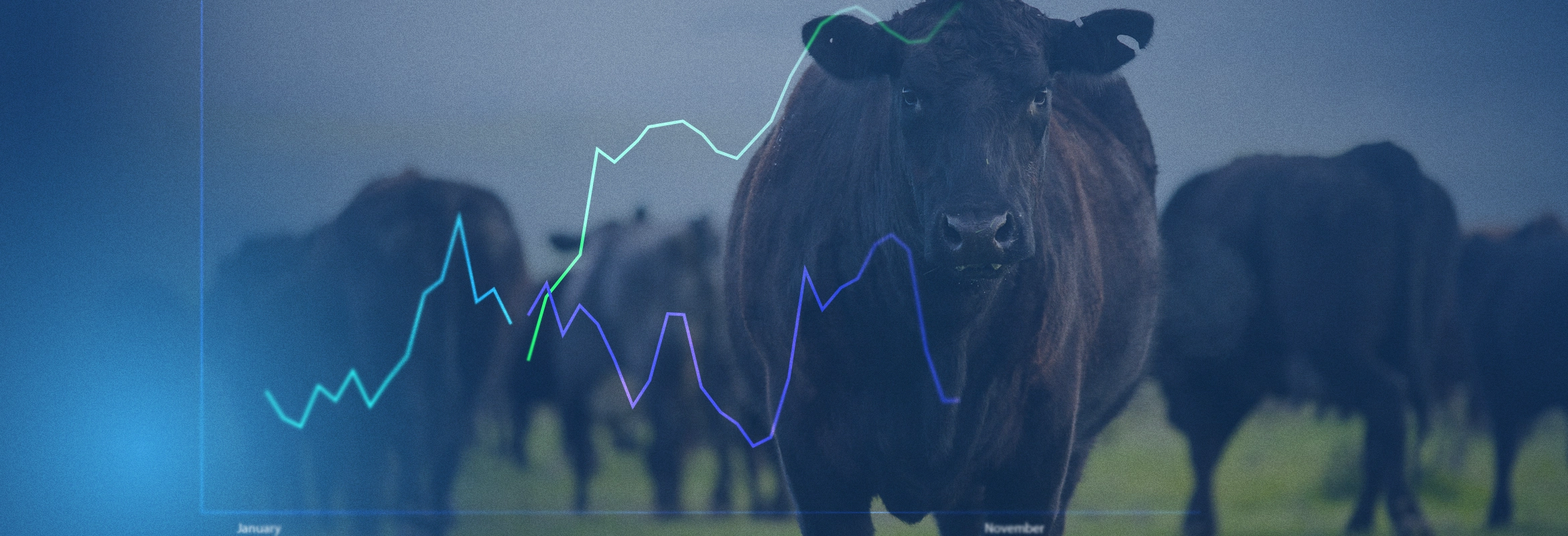 Cattle vs. Carcass: Why You Need Multiple Forecasts to Make Decisions in the Beef Market 